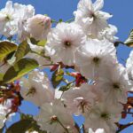 У Херсоні квітне сакура (відео)