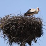 Як лелеки стали символом села на Херсонщині