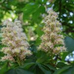 Херсон перетворився на місто каштанів (відео)