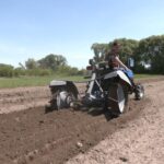 Вимушений переселенець з Каховки вирощує спаржу на Черкащині