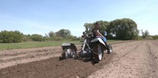 Вимушений переселенець з Каховки вирощує спаржу на Черкащині