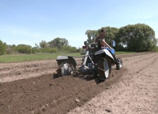 Вимушений переселенець з Каховки вирощує спаржу на Черкащині