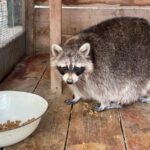 Як херсонський притулок став домом для екзотичних тварин