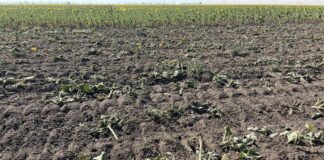 На Херсонщині аграрії через посуху втрачають урожай соняшнику