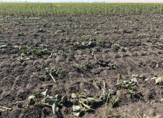 На Херсонщині аграрії через посуху втрачають урожай соняшнику