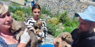 На Херсонщині військові та волонтери врятували 19 котів, 14 кошенят і 8 цуценят