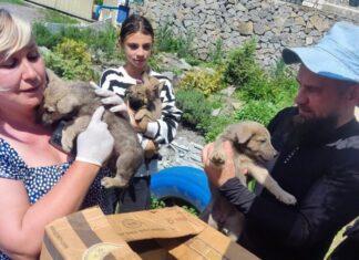 На Херсонщині військові та волонтери врятували 19 котів, 14 кошенят і 8 цуценят