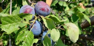 Яким було календарне літо на Херсонщині
