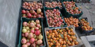 Як білозерчанка вирощує екзотичні культури під обстрілами