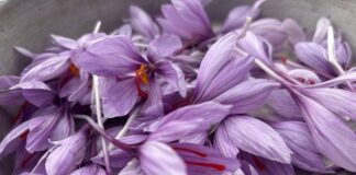 Підприємець із Каховки вирощує шафран на Черкащині