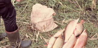 У Дар’ївці браконьєр наловив риби на 21 тисячу гривень