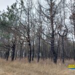 Прокурори Херсонщини повертають державі землі лісового фонду