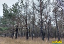 Прокурори Херсонщини повертають державі землі лісового фонду