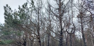 Прокурори Херсонщини повертають державі землі лісового фонду