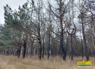 Прокурори Херсонщини повертають державі землі лісового фонду