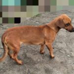 У Тягинській громаді пожежник врятував песика (відео)