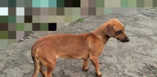 У Тягинській громаді пожежник врятував песика (відео)