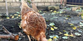 Як родина з Херсона прихистила вдома курку зі знищеної Чорнобаївської птахофабрики