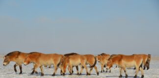 У захопленому окупантами заповіднику Асканія-Нова тварини можуть померти від голоду