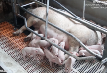 На Херсонщині під обстрілами працює свиноферма