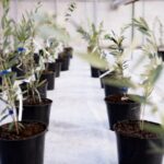 На Херсонщині заклали оливковий гай