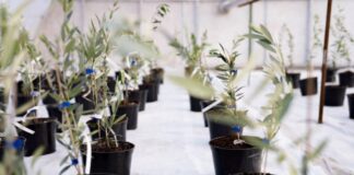 На Херсонщині заклали оливковий гай