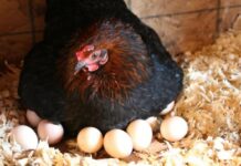 Жителі двох громад Херсонщини можуть отримати кошти на розвиток присадибного виробництва