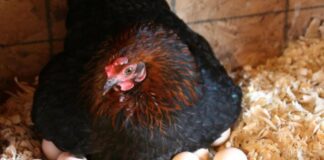 Жителі двох громад Херсонщини можуть отримати кошти на розвиток присадибного виробництва