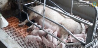 На Херсонщині під обстрілами працює свиноферма