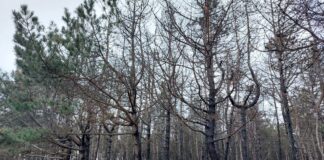 Як на Херсонщині фіксують та розслідують злочини проти довкілля
