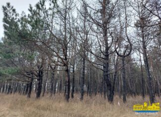 Як на Херсонщині фіксують та розслідують злочини проти довкілля