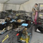 Допомога хвостикам: на Херсонщині працювала ветеринарна місія