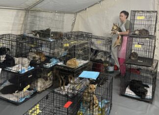 Допомога хвостикам: на Херсонщині працювала ветеринарна місія