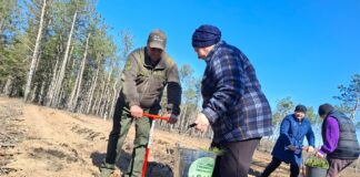 На Херсонщині вперше з початку повномасштабного вторгнення відроджують ліси