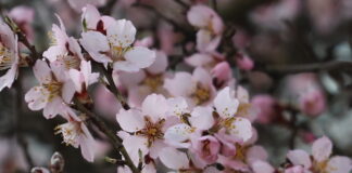 У Херсоні квітне “древо небес” (відео)