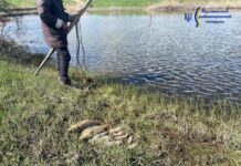 Браконьєри на Херсонщині наловили риби на понад 350 тисяч