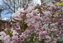 На вулицях Херсона квітне сакура (відео)