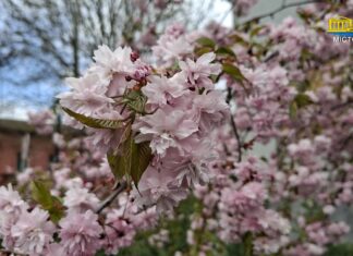 На вулицях Херсона квітне сакура (відео)