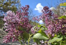 Херсон наповнився ароматом рай-дерева (відео)