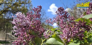 Симфонія херсонського бузку (відео)