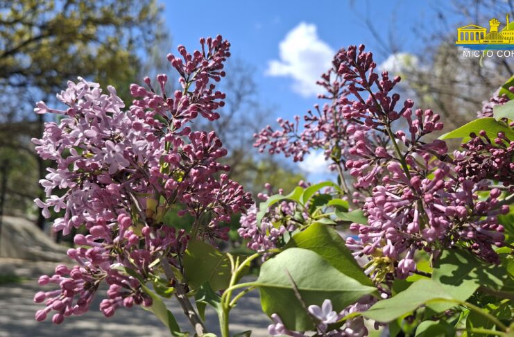 Симфонія херсонського бузку (відео)