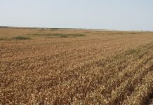 Аграрії Херсонщини отримали понад 200 мільйонів компенсації за пошкоджені посіви