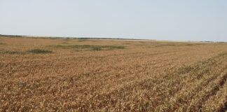 Аграрії Херсонщини отримали понад 200 мільйонів компенсації за пошкоджені посіви