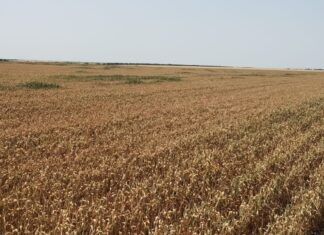 Аграрії Херсонщини отримали понад 200 мільйонів компенсації за пошкоджені посіви