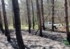 Через російський обстріл на Херсонщині загорівся ліс