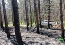 Через російський обстріл на Херсонщині загорівся ліс
