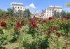 У зраненому Херсоні квітнуть троянди (фото, відео)