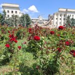 У зраненому Херсоні квітнуть троянди (фото, відео)