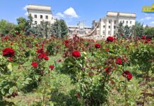 У зраненому Херсоні квітнуть троянди (фото, відео)