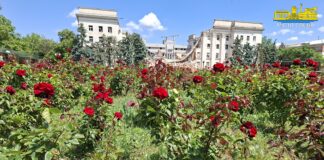 У зраненому Херсоні квітнуть троянди (фото, відео)
